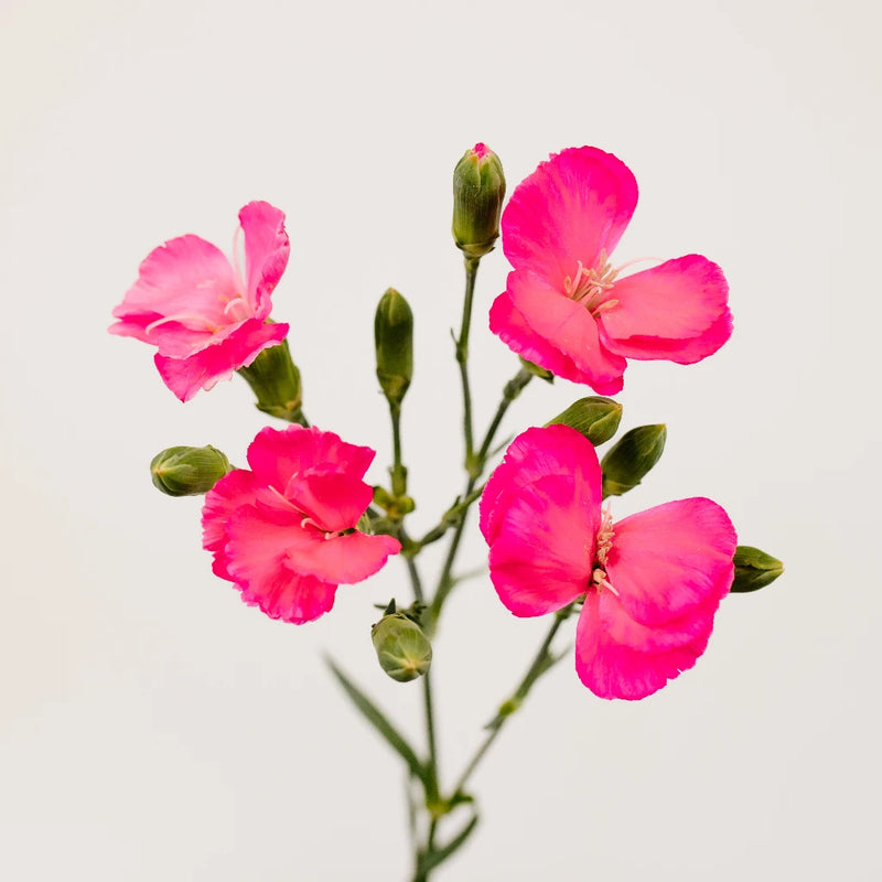 ローズ　ジャミーソンズ Buy Wholesale Hot Pink Solomio Flowers in Bulk - FiftyFlowers