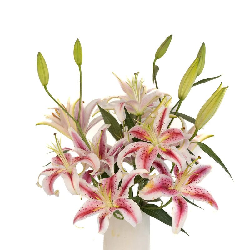 Hot Pink Starfighter Oriental Lilies