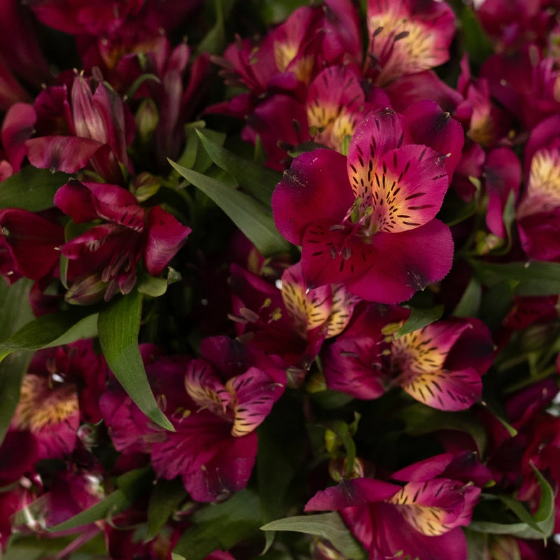 Hot Raspberry Alstroemeria Flowers Close Up - Image