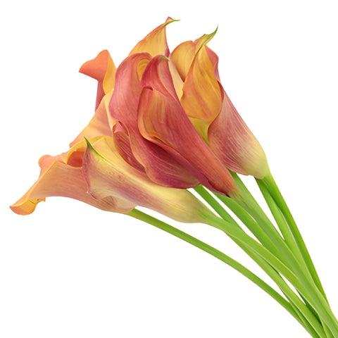 Hot Shot Orange Mini Calla Lily Flower
