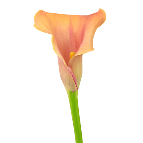 Hot Shot Orange Mini Calla Lily Flower