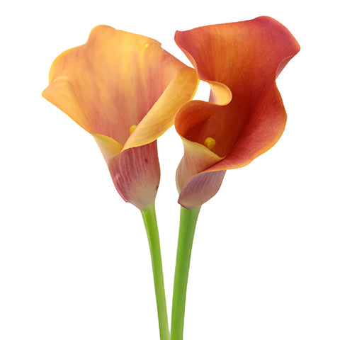 Hot Shot Orange Mini Calla Lily Flower