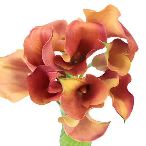 Hot Shot Orange Mini Calla Lily Flower