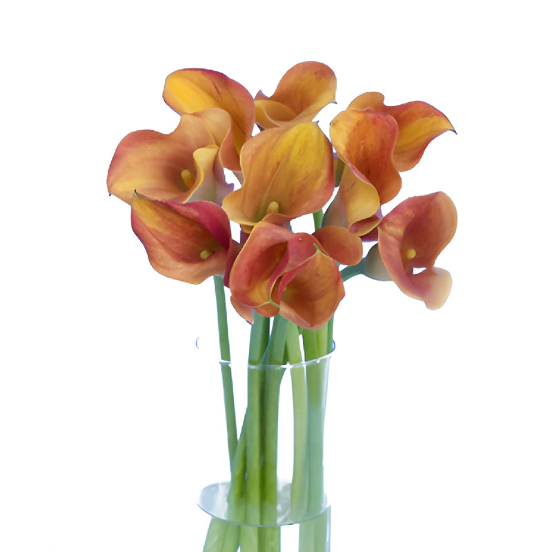 Hot Shot Orange Mini Calla Lily Flower
