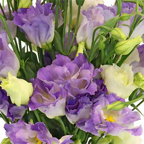 Hues of Lavender Lisianthus Flower