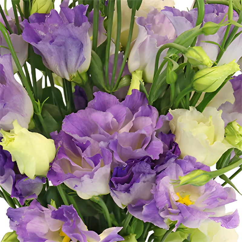 Hues of Lavender Lisianthus Flower