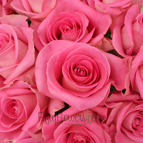 Attache Hot Pink Rose