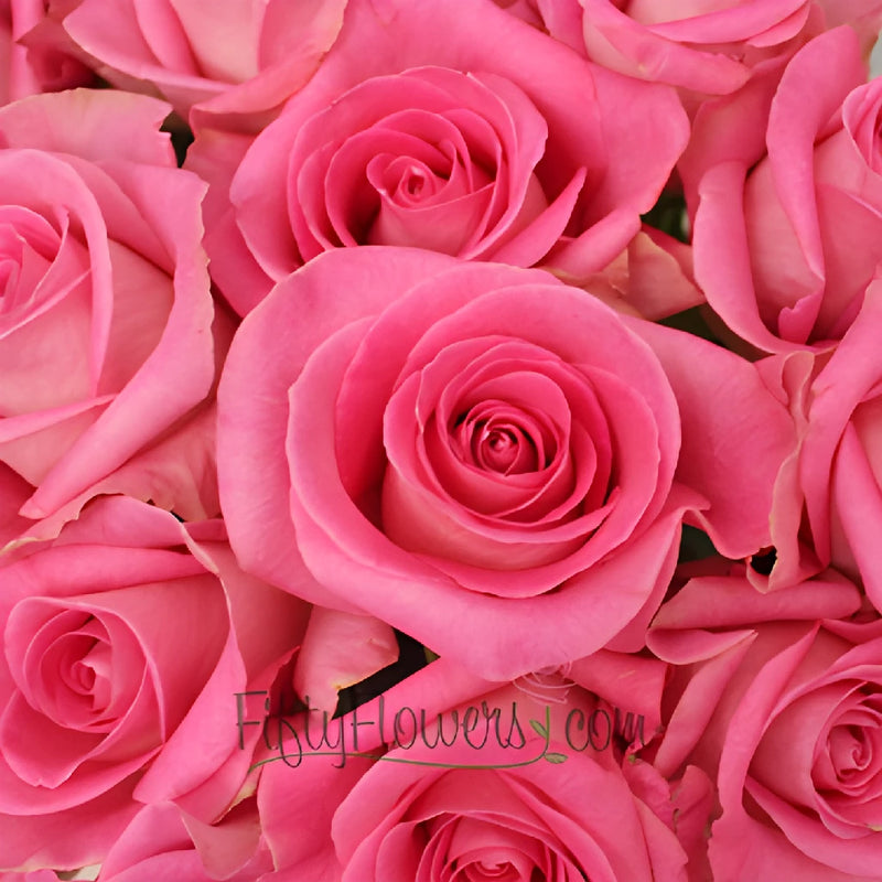 Attache Hot Pink Rose