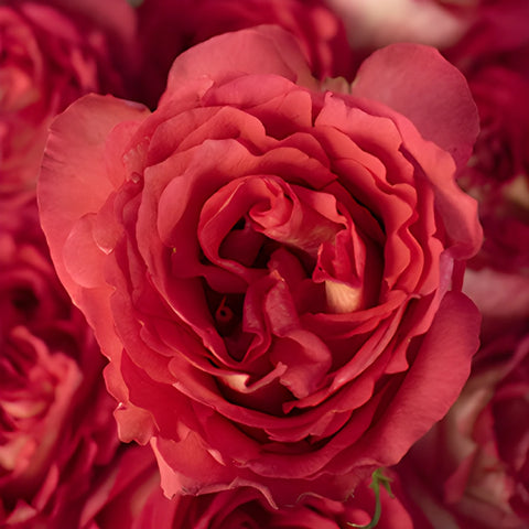 Iguazu Pink White Roses up close