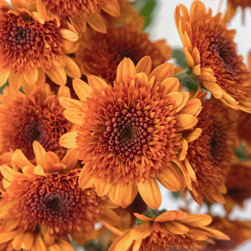 Indian Corn Pom Flower Close Up - Image
