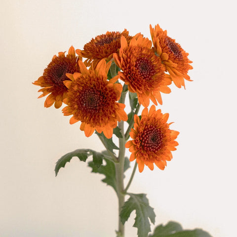 Indian Corn Pom Flower Stem - Image