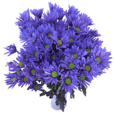 Indigo Violet Daisy Flower Tinted