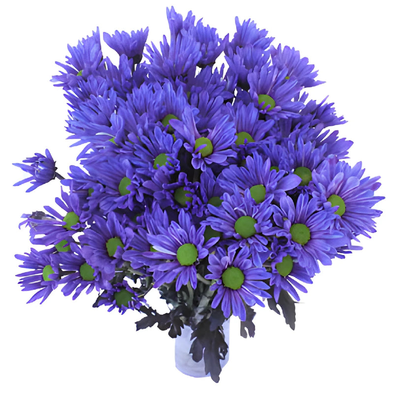 Indigo Violet Daisy Flower Tinted
