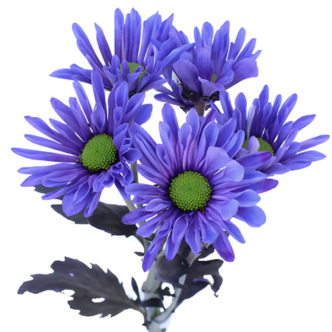 Indigo Violet Daisy Flower Tinted