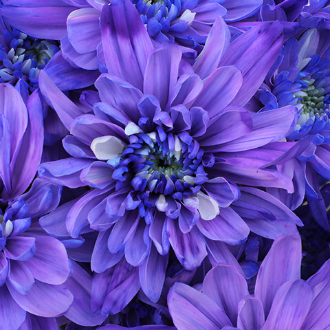 Indigo Violet Tinted Flower