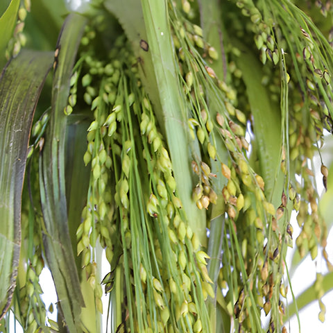 Wedding greenery irish millet bulk filler flowers sold near me