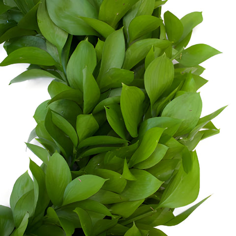 Israeli Ruscus Wreath