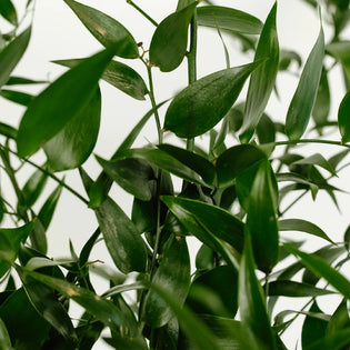 Italian Ruscus Greenery Close Up - Image