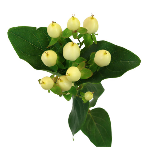 Ivory Designer Hypericum Berries