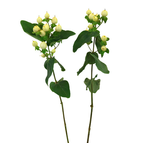Ivory Designer Hypericum Berries