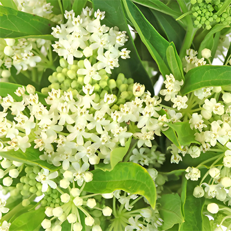 Ivory Lace Milkweed Flower
