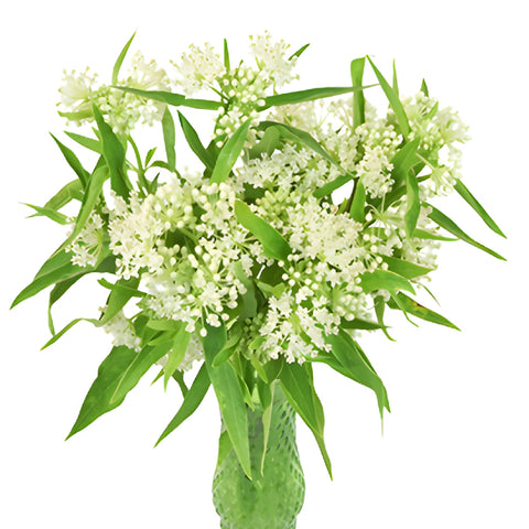 Ivory Lace Milkweed Flower