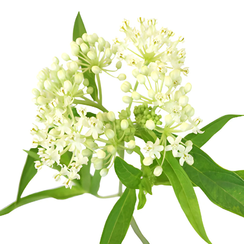 Ivory Lace Milkweed Flower