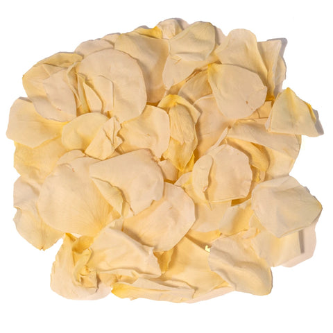 White Dried Rose Petals Stem - Image