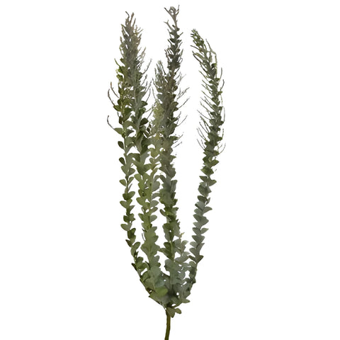 Autumn Acacia Greenery