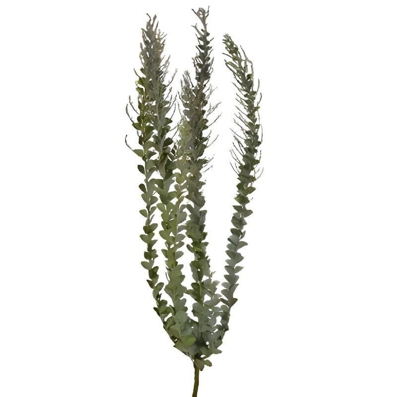 Autumn Acacia Greenery