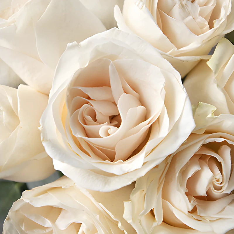 Ivory White Vendela Rose Bouquet