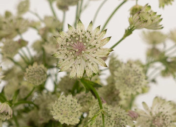 Ivory White Wedding Astrantia Flowers Close Up - Image