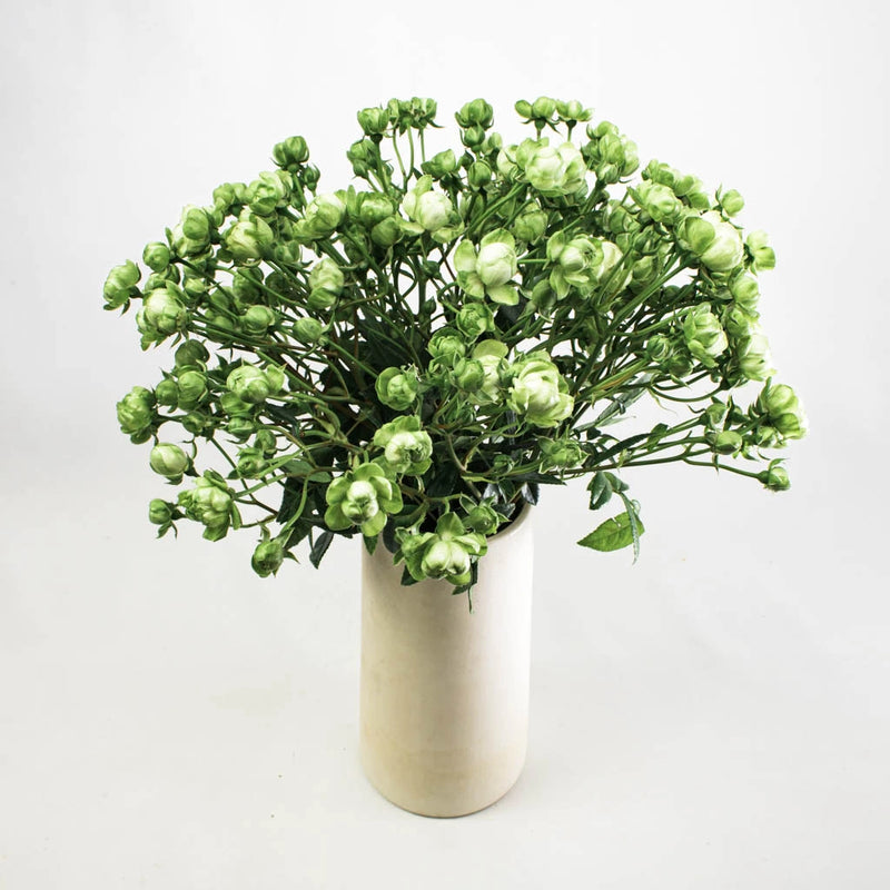 Green Spray Rose Flower Bunch in Vase