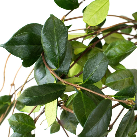 Green Jasmine Vine Greenery Up Close