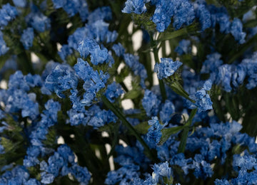 Statice Flower Jewel Blue Tinted Close Up - Image