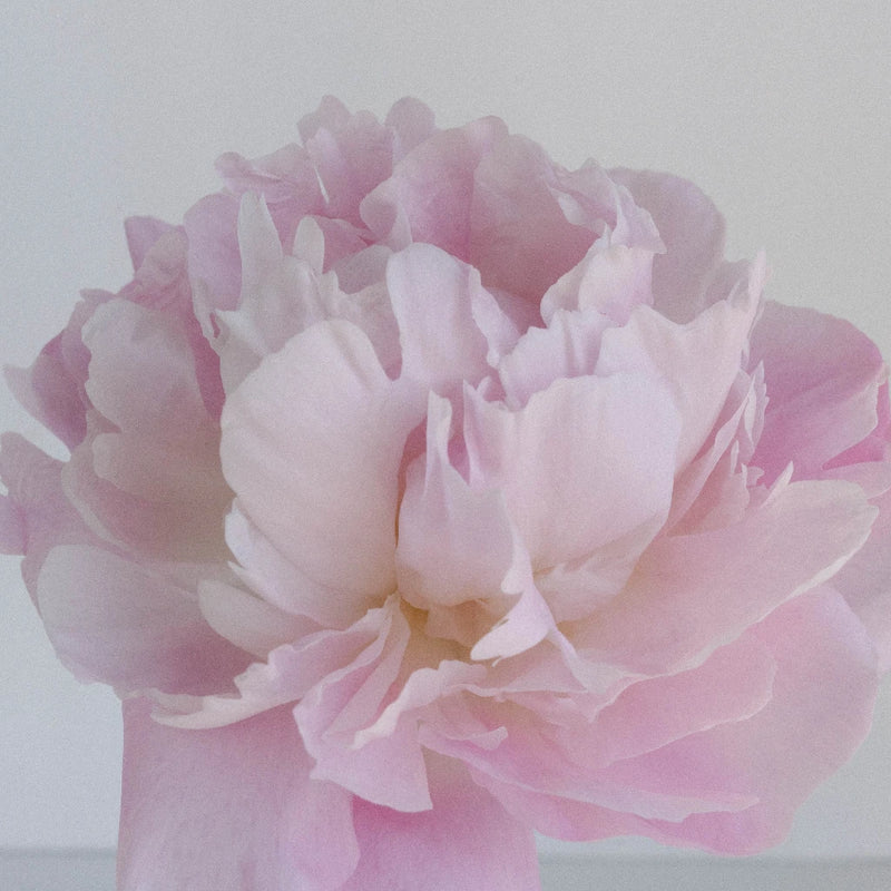 Katherina Peonies Stem - Image