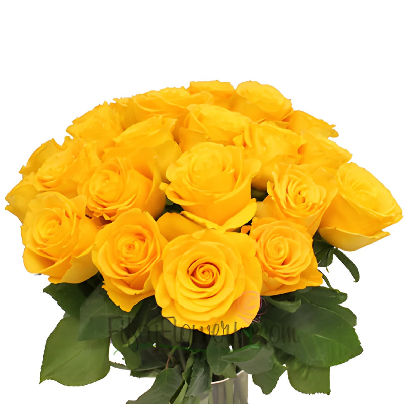 Kerio Golden Yellow Rose