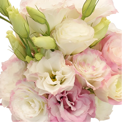 Kiss Of Blush Designer Lisianthus Flower Close Up - Image