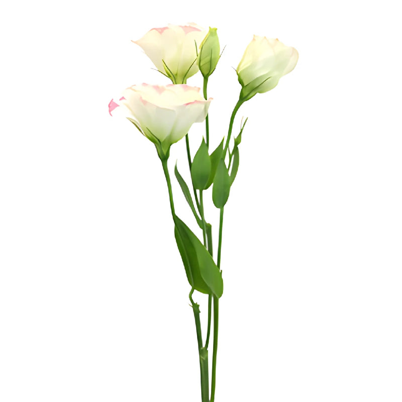 Pink Picote Lisianthus Wholesale Flower Stem