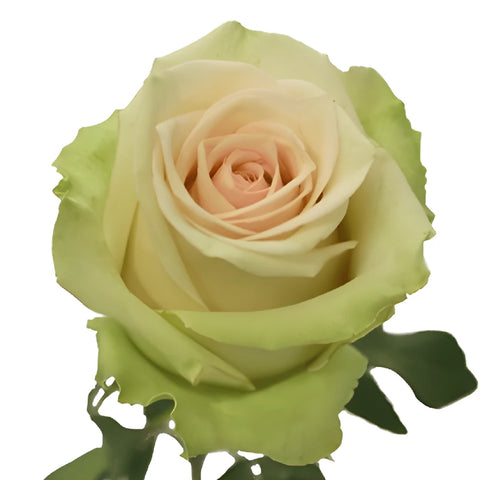 La Perla Peach Rose - Image