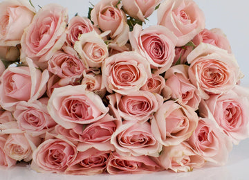 La Vie En Blush Spray Roses Close Up - Image