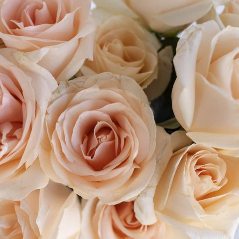 Lady Jane Sweetheart Rose Close Up - Image