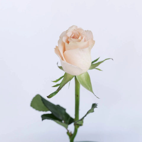 Lady Jane Sweetheart Rose Stem - Image