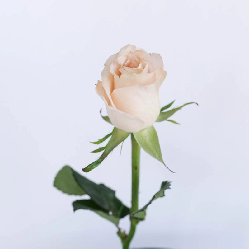 Lady Jane Sweetheart Rose Stem - Image