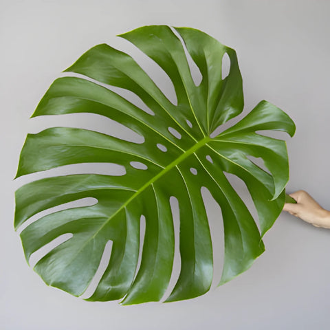 Large Monstera Leaves Tropical Greenery