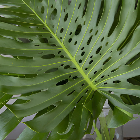 Large Monstera Leaves Tropical Greenery