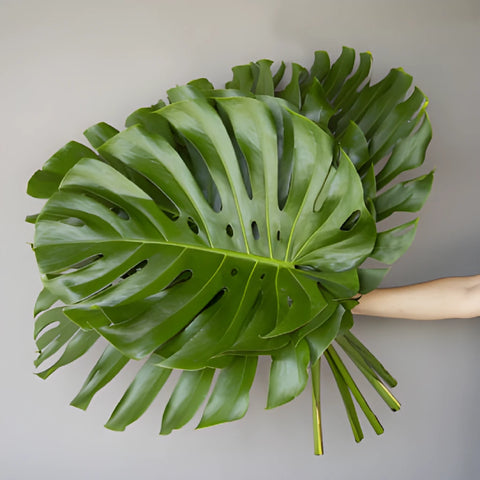 Large Monstera Leaves Tropical Greenery