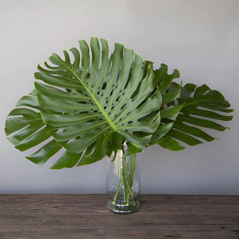 Large Monstera Leaves Tropical Greenery