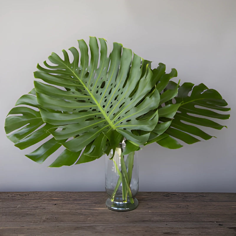 Large Monstera Leaves Tropical Greenery