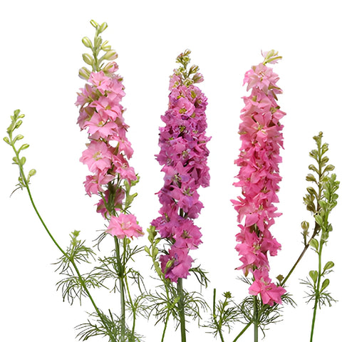 Larkspur Hot Pink Flower
